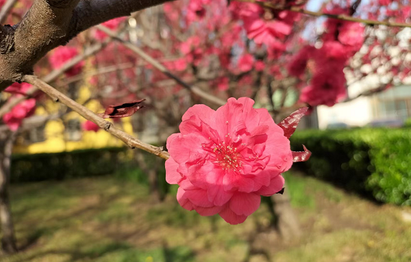 北京韋林意威特工業(yè)內窺鏡有限公司致敬每一位女性勞動者